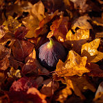 Fig & Fallen Leaves Fragrance Oil 
